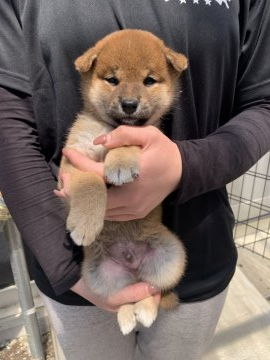 柴犬(標準サイズ)【徳島県・男の子・2021年3月12日・赤】の写真「イケメンなお顔です❤」