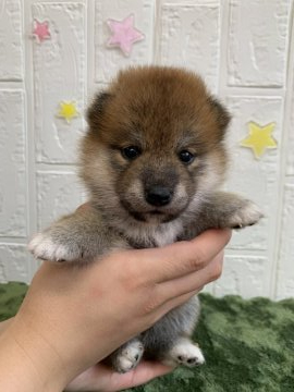 柴犬(標準サイズ)【徳島県・女の子・2021年6月8日・赤】の写真「可愛い女の子❤」