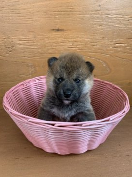 柴犬(標準サイズ)【徳島県・男の子・2021年3月23日・赤】の写真「可愛いお顔です❤」