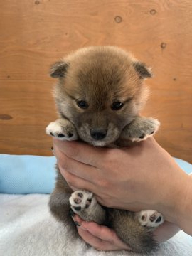 柴犬(標準サイズ)【徳島県・女の子・2021年6月14日・赤】の写真「可愛い女の子❤」