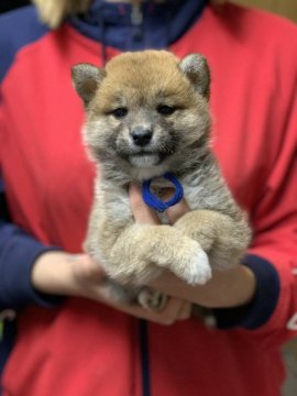 柴犬(標準サイズ)【徳島県・男の子・2020年12月10日・赤】の写真「つぶらな瞳の男の子❤」