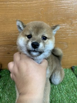 柴犬(標準サイズ)【徳島県・女の子・2020年10月29日・赤】の写真「可愛い女の子❤」