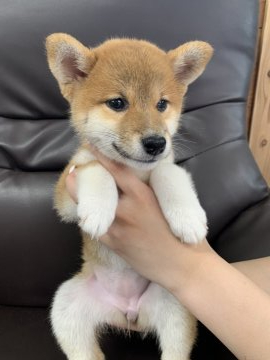 柴犬(標準サイズ)【徳島県・女の子・2021年4月10日・赤】の写真「困り顔の女の子❤」