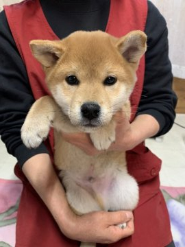 柴犬(標準サイズ)【徳島県・男の子・2020年11月16日・赤】の写真「しっかりした男の子✨展覧会クオリティです✨」