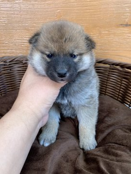 柴犬(標準サイズ)【徳島県・女の子・2020年12月24日・赤】の写真「クリスマスイブに産まれた女の子❤」