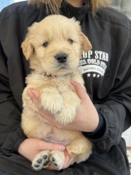 ゴールデンレトリバー【徳島県・男の子・2022年2月22日・ゴールド】の写真「チャンピオン直子✨超良血統の男の子❤」