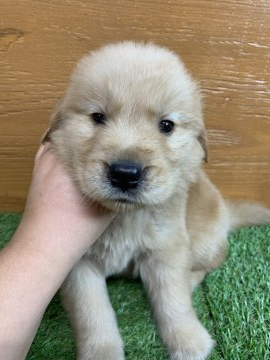 ゴールデンレトリバー【徳島県・男の子・2020年7月2日・ゴールド】の写真「小ぶり🐾可愛い男の子❤」