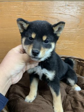 柴犬(標準サイズ)【徳島県・男の子・2020年11月27日・黒】の写真「綺麗な顔です❤」