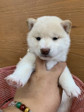 柴犬(標準サイズ)【徳島県・男の子・2021年3月31日・白】の写真「可愛いお顔です❤」