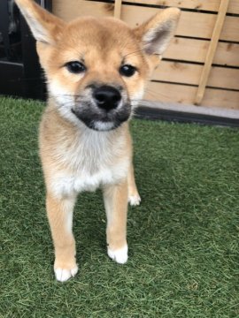 柴犬(標準サイズ)【徳島県・女の子・2019年7月25日・赤】の写真「毛色がきれいで食欲ありすくすく育っています。」