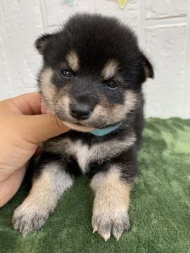 柴犬(標準サイズ)【徳島県・男の子・2021年6月16日・黒】の写真「可愛い男の子❤」