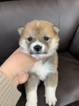 柴犬(標準サイズ)【徳島県・女の子・2020年11月19日・赤】の写真「小ぶりの珍しい模様の女の子❤」