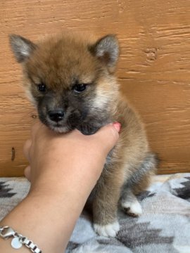 柴犬(豆柴)【徳島県・女の子・2021年3月30日・赤】の写真「可愛い女の子❤」