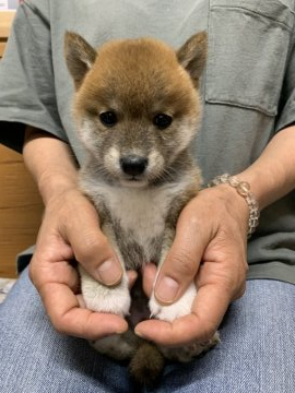 柴犬(標準サイズ)【徳島県・女の子・2021年4月1日・赤】の写真「可愛いお顔です❤」