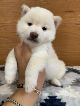 柴犬(標準サイズ)【徳島県・男の子・2021年3月31日・白】の写真「可愛いお顔です❤」