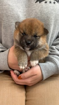 柴犬(標準サイズ)【徳島県・女の子・2021年3月23日・赤】の写真「可愛いお顔です❤」