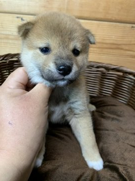 柴犬(標準サイズ)【徳島県・男の子・2021年1月6日・赤】の写真「可愛すぎる男子❤」