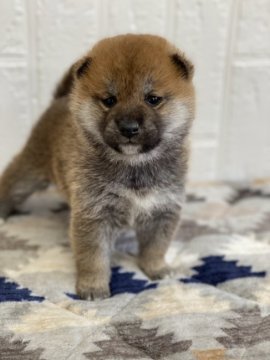 柴犬(標準サイズ)【徳島県・女の子・2021年11月23日・赤色】の写真「凄く可愛い小ぶりの女の子❤」