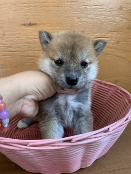 柴犬(標準サイズ)【徳島県・男の子・2021年3月24日・赤】の写真「小ぶりの可愛いお顔です❤」