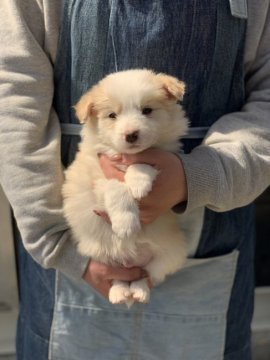 ボーダーコリー【徳島県・男の子・2021年3月3日・レッド&ホワイト】の写真「✨JKCチャンピオン直子✨」