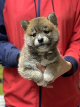 柴犬(標準サイズ)【徳島県・男の子・2020年12月10日・赤】の写真「イケメンの可愛い男の子❤」