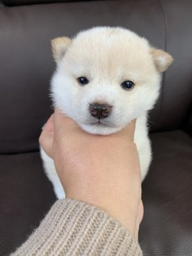 柴犬(標準サイズ)【徳島県・男の子・2020年11月19日・白】の写真「真っ白な男の子❤」