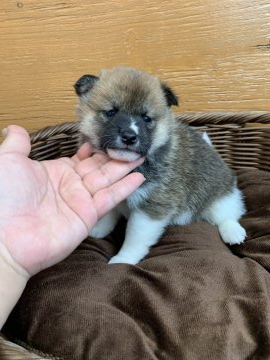 柴犬(標準サイズ)【徳島県・女の子・2020年12月3日・赤】の写真「個性的な模様の女の子❤」