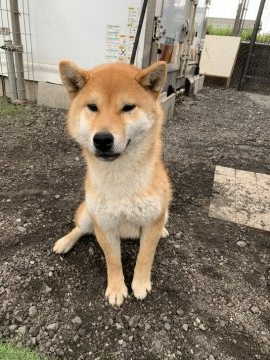 柴犬(標準サイズ)【徳島県・男の子・2020年8月29日・赤】の写真「可愛いお顔です❤」