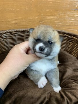 柴犬(標準サイズ)【徳島県・女の子・2021年1月5日・赤】の写真「可愛い男の子❤」