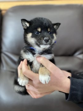 柴犬(標準サイズ)【徳島県・男の子・2021年11月24日・黒】の写真「可愛い小ぶりの男の子❤」