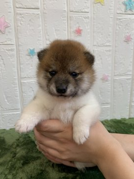 柴犬(標準サイズ)【徳島県・男の子・2021年6月8日・赤】の写真「珍しい模様の可愛い男の子❤」