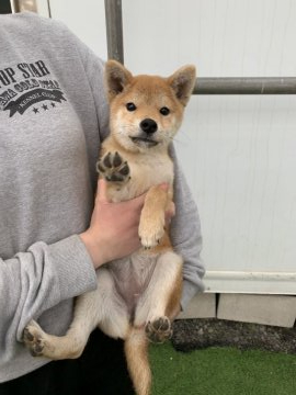 柴犬(標準サイズ)【徳島県・女の子・2020年11月5日・赤】の写真「可愛いお顔です❤」