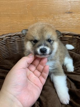 柴犬(標準サイズ)【徳島県・男の子・2020年12月3日・赤】の写真「個性的な模様の男の子❤」