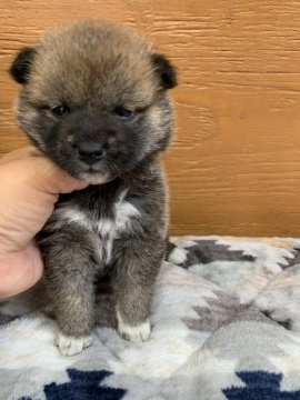 柴犬(豆柴)【徳島県・女の子・2021年3月31日・赤】の写真「可愛いお顔です❤」