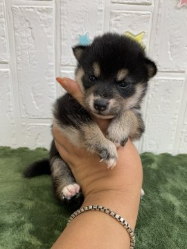 柴犬(標準サイズ)【徳島県・男の子・2021年6月16日・黒】の写真「可愛い男の子❤」