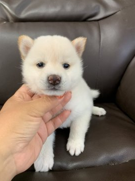 柴犬(標準サイズ)【徳島県・男の子・2021年6月9日・白】の写真「可愛い男の子❤」