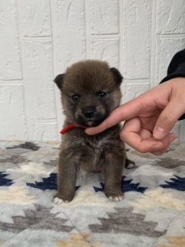 柴犬(標準サイズ)【徳島県・男の子・2021年9月9日・赤】の写真「小ぶり可愛い男の子❤」