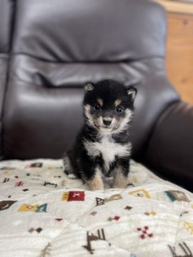 柴犬(豆柴)【徳島県・女の子・2021年11月26日・黒】の写真「可愛い極小サイズの女の子❤」