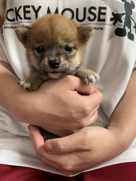 柴犬(豆柴)【徳島県・女の子・2021年3月31日・赤】の写真「極小柴犬😳可愛い女の子❤」