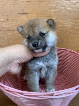 柴犬(標準サイズ)【徳島県・男の子・2021年3月24日・赤】の写真「小ぶりの可愛いお顔です❤」