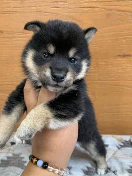 柴犬(標準サイズ)【徳島県・男の子・2021年3月31日・黒】の写真「可愛いお顔です❤」