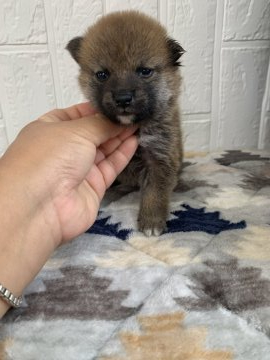 柴犬(標準サイズ)【徳島県・男の子・2021年9月9日・赤】の写真「小ぶり可愛い男の子❤」