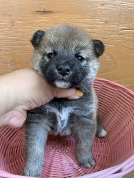 柴犬(標準サイズ)【徳島県・女の子・2021年3月30日・赤】の写真「可愛いお顔です❤」