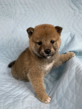 柴犬(標準サイズ)【徳島県・男の子・2020年3月5日・赤】の写真「コロッコロの男の子❤」