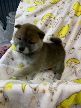 柴犬(標準サイズ)【徳島県・男の子・2020年2月24日・赤】の写真「ワンパク男の子❤」