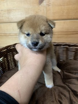 柴犬(標準サイズ)【徳島県・女の子・2021年1月6日・赤】の写真「可愛い女の子❤」