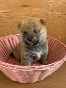 柴犬(標準サイズ)【徳島県・男の子・2021年3月23日・赤】の写真「可愛いお顔です❤」