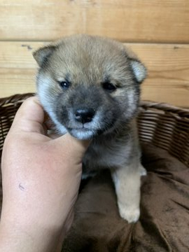 柴犬(標準サイズ)【徳島県・男の子・2021年1月6日・赤】の写真「健康男子❤」