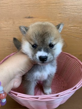 柴犬(標準サイズ)【徳島県・女の子・2021年3月24日・赤】の写真「小ぶりの可愛いお顔です❤」