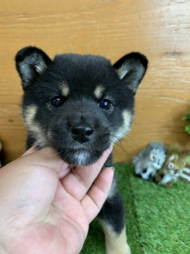 柴犬(標準サイズ)【徳島県・女の子・2020年9月29日・黒】の写真「可愛い女の子❤」